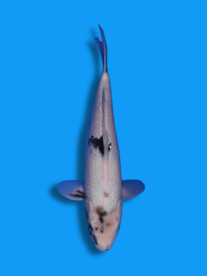 Shiro Utsuri | Koi&Co.